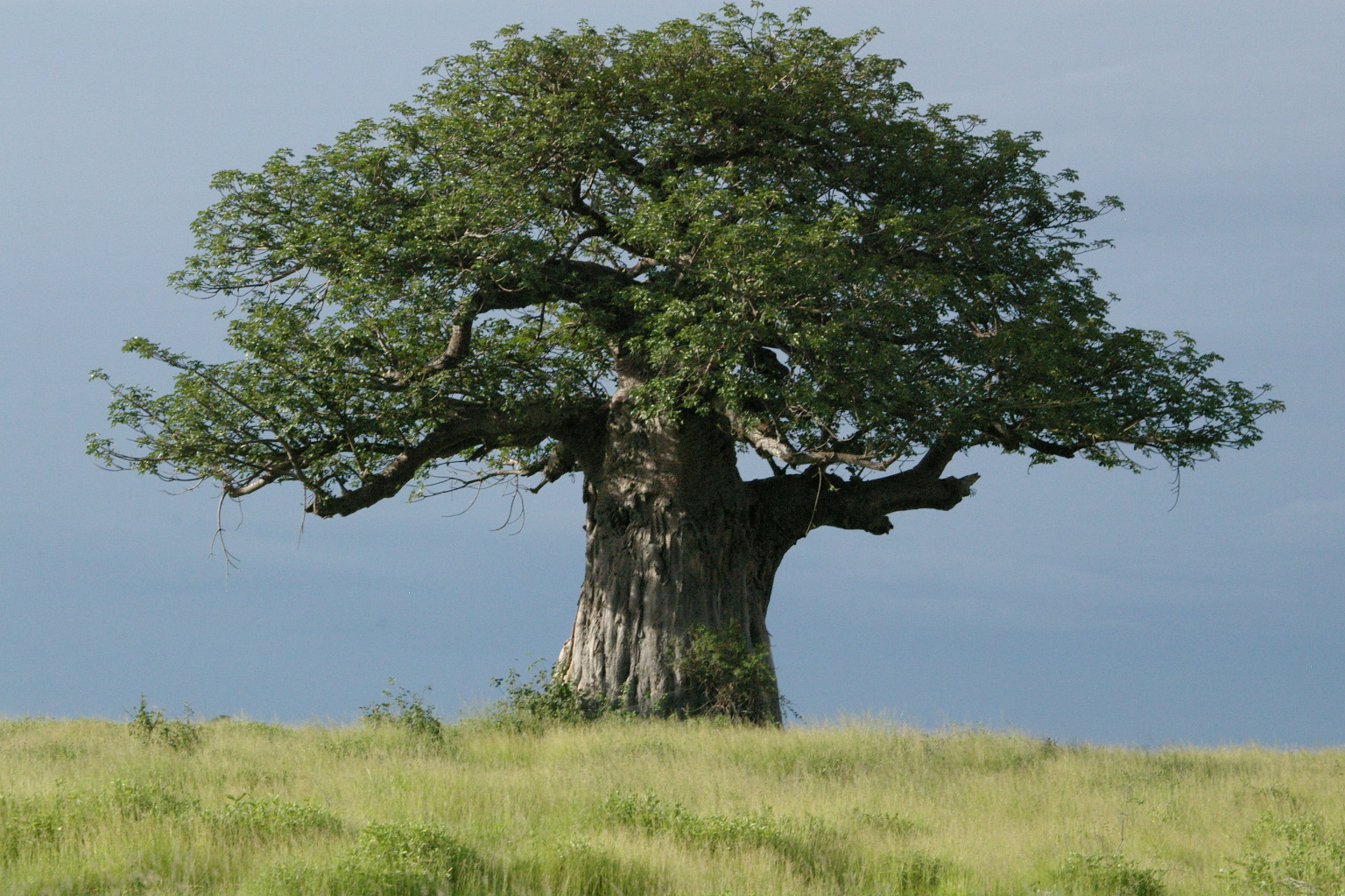 lonely baobab Colors of Zanzibar